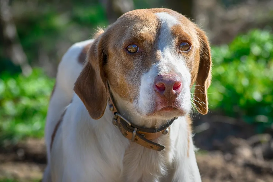 animal 9868048 960 720.jpg