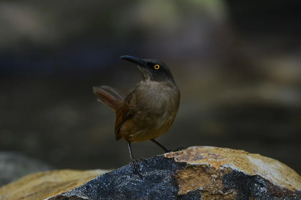 bird 9910647 960 720.jpg