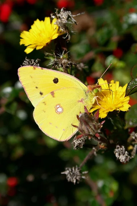 butterfly 9910944 960 720.jpg