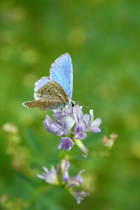 butterfly 9916258 960 720.jpg