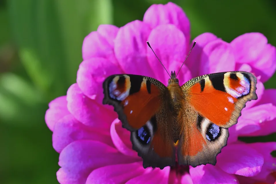 butterfly 9935003 960 720.jpg