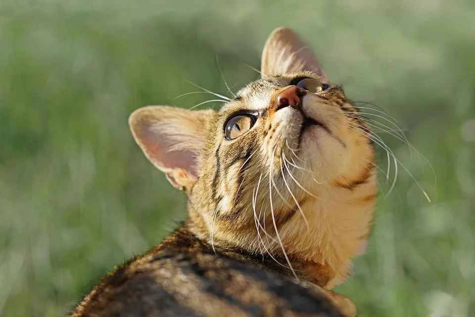 cat 9882287 960 720.jpg