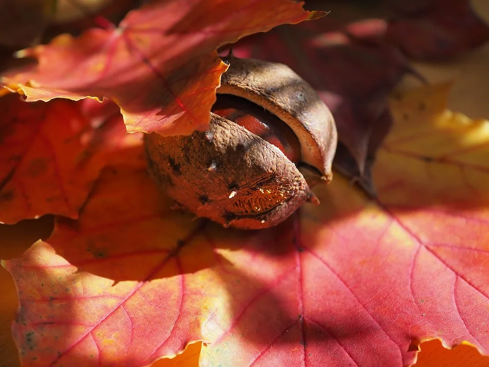 chestnut 9900121 960 720.jpg