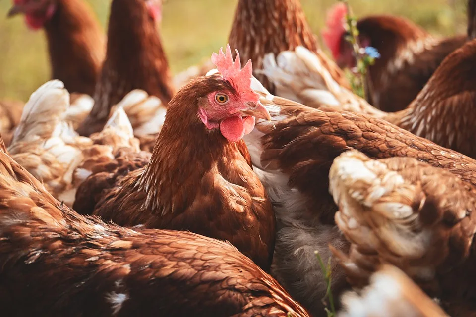 chicken 9896614 960 720.jpg