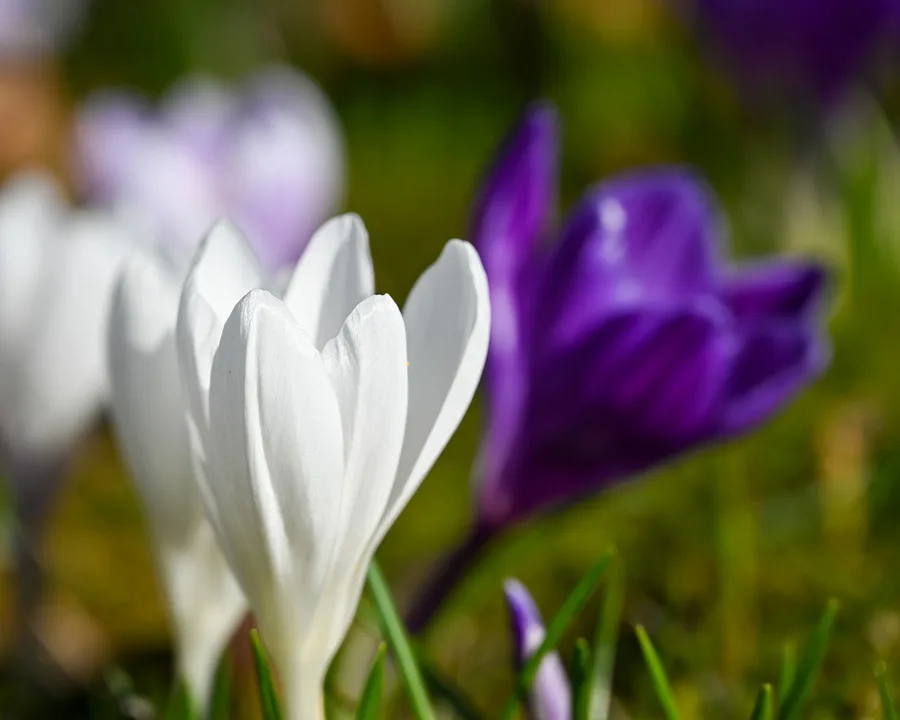 crocuses 9921019 960 720.jpg