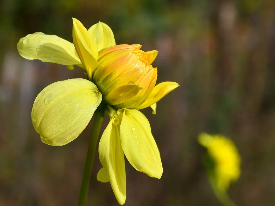 dahlia 9918553 960 720.jpg