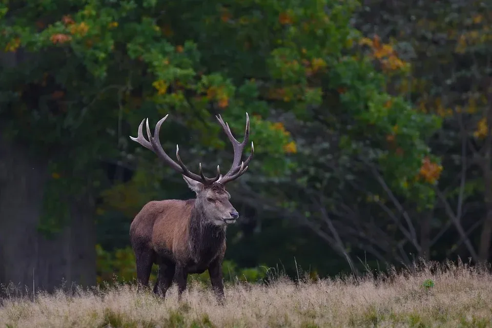 deer 9925396 960 720.jpg