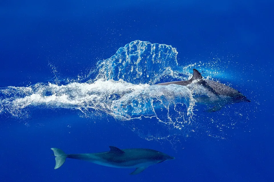 dolphin 9942399 960 720.jpg