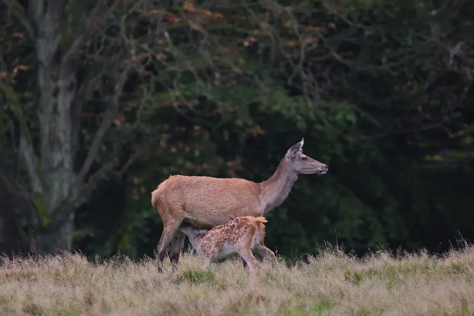 fallow deer 9913839 960 720.jpg