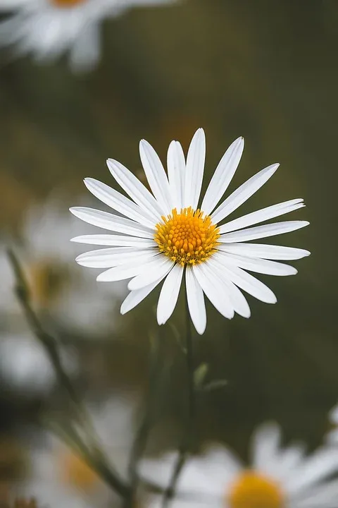 flower 9799036 960 720.jpg