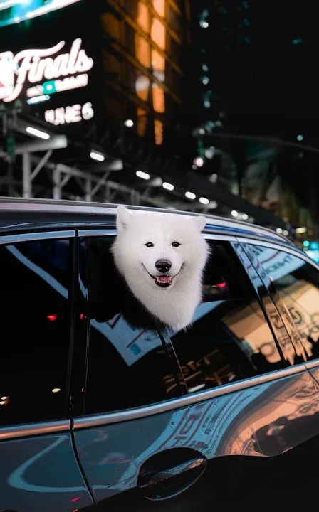 fluffy dog 9846034 960 720.jpg