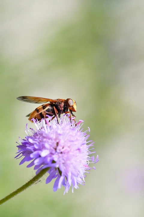 hoverfly 9915841 960 720.jpg