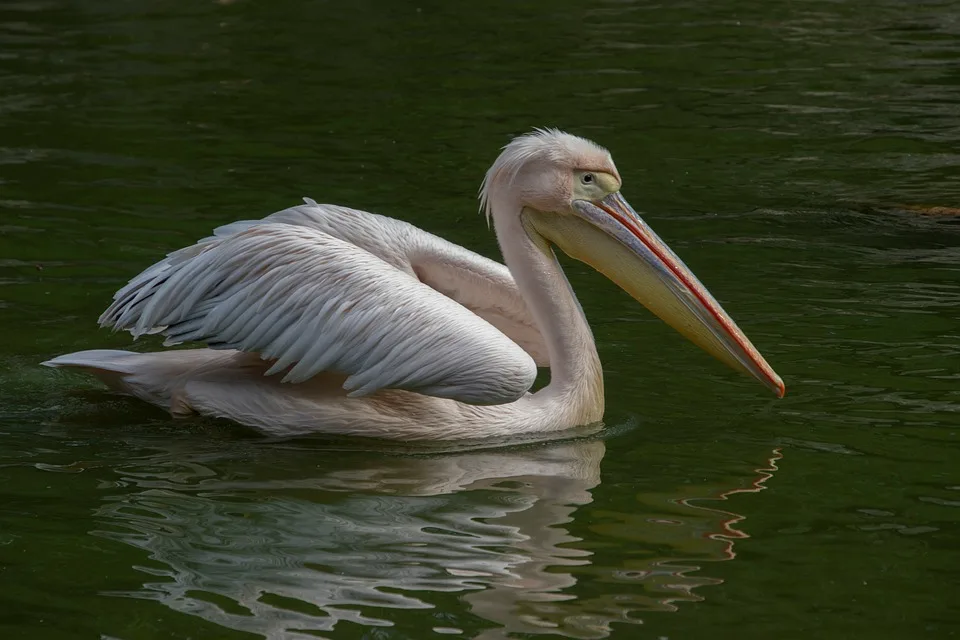 pelican 9913067 960 720.jpg