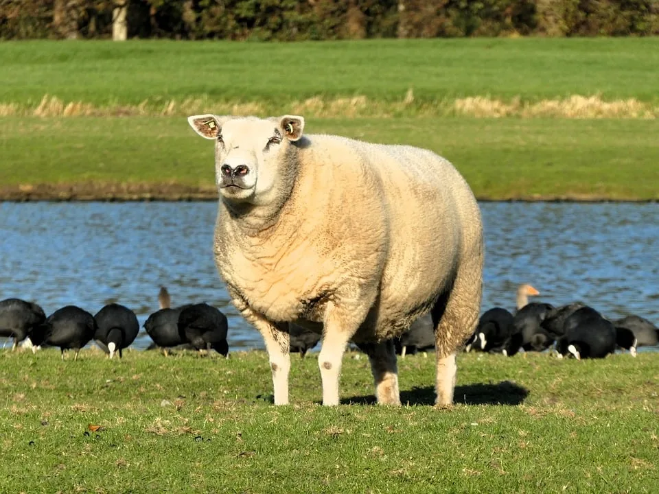 animal 9990587 960 720.jpg