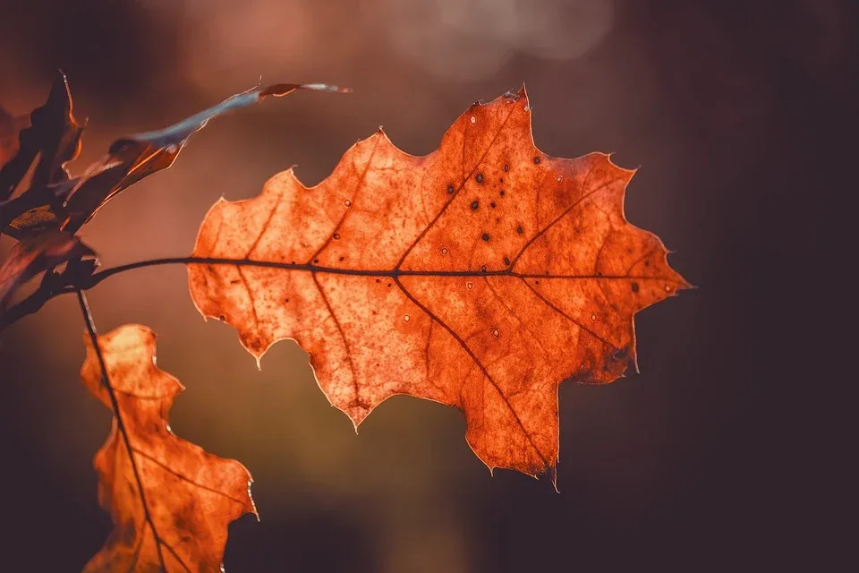 autumn 9987500 960 720.jpg