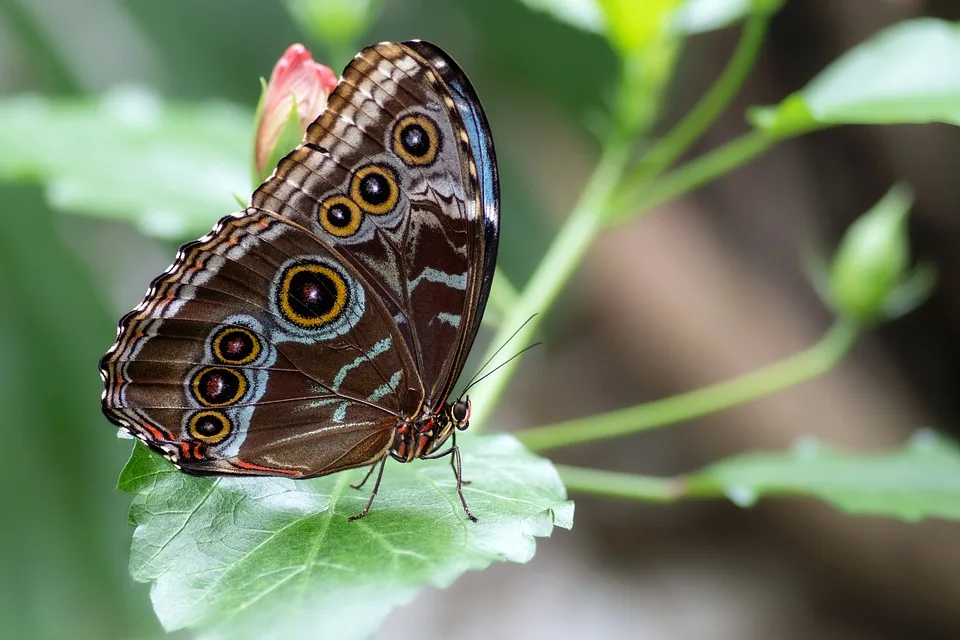 butterfly 9922024 960 720.jpg