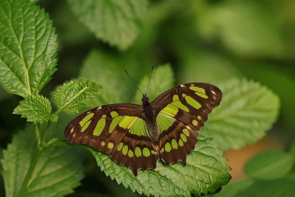 butterfly 9990594 960 720.jpg