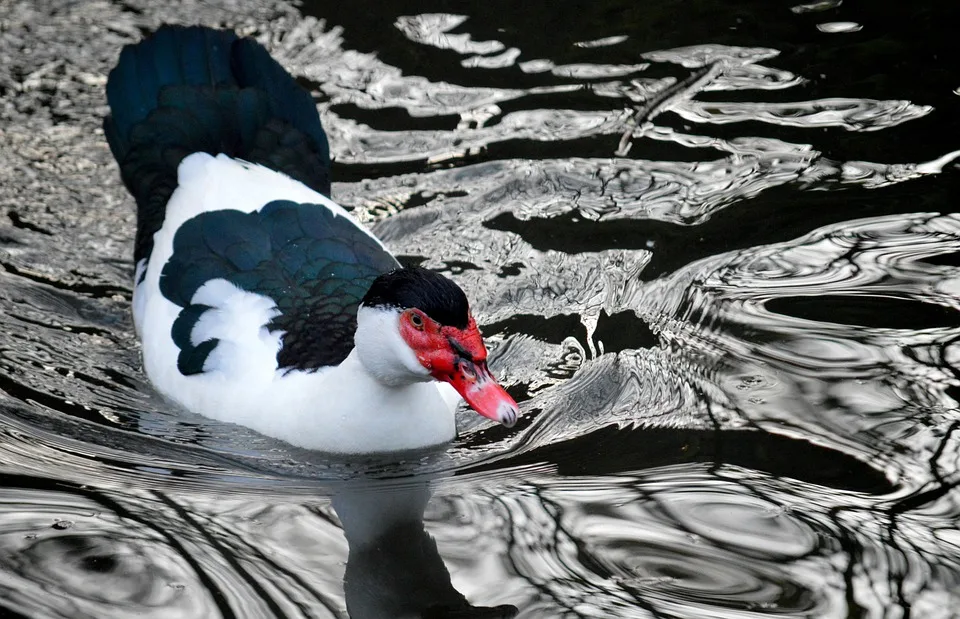 duck 9990424 960 720.jpg