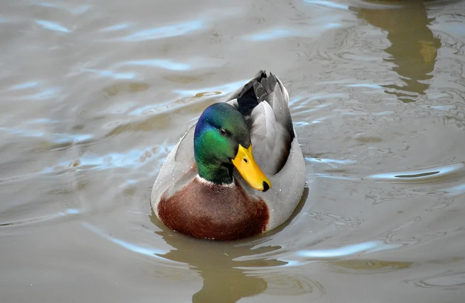 duck 9990905 960 720.jpg
