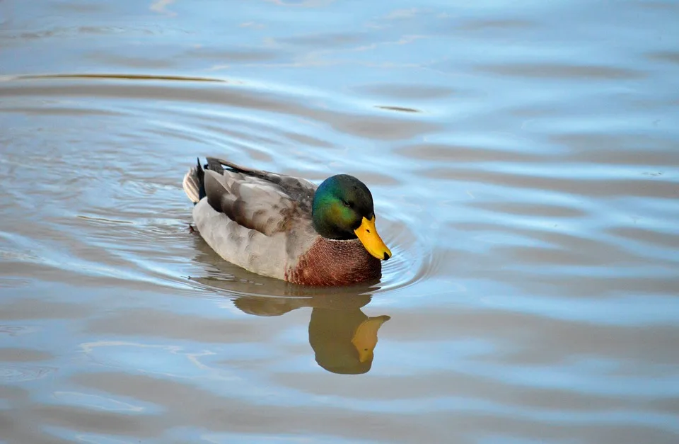 duck 9990926 960 720.jpg