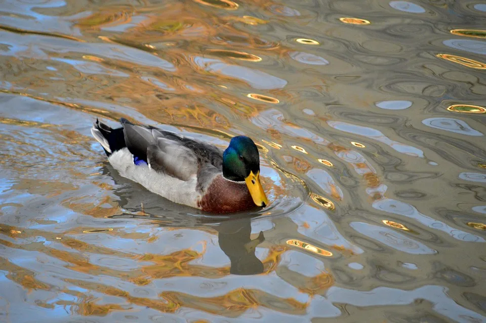 duck 9990942 960 720.jpg