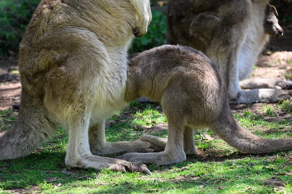 eastern grey kangaroo 10025779 960 720.jpg