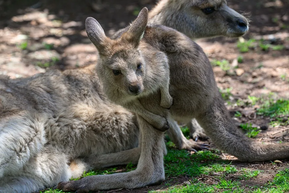 eastern grey kangaroo 10025783 960 720.jpg