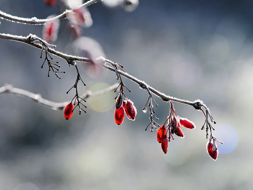 frost 9983255 960 720.jpg