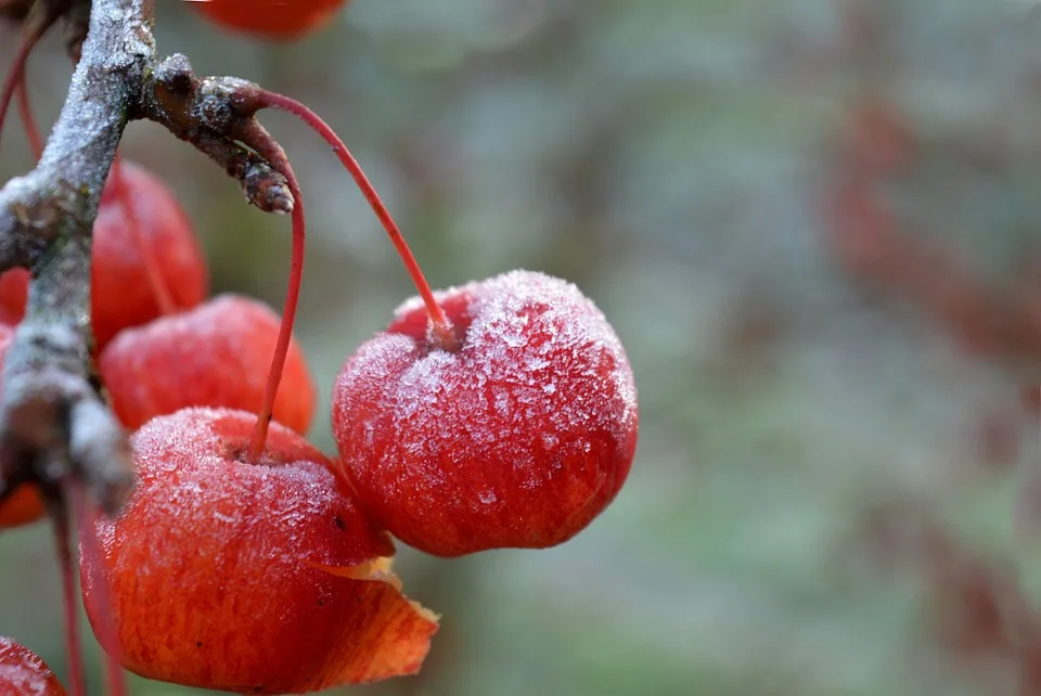 frost 9990562 960 720.jpg