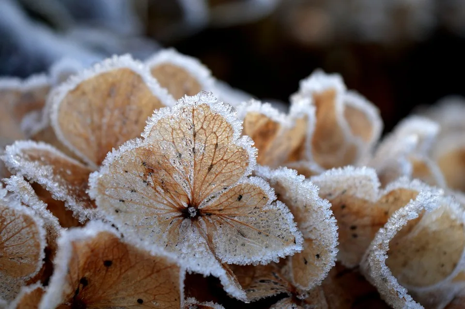 hydrangeas 9990890 960 720.jpg