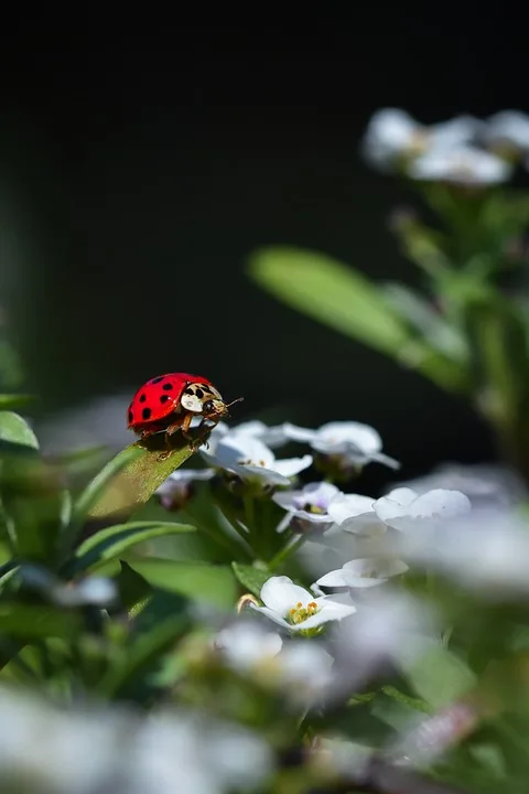 ladybug 9902207 960 720.jpg