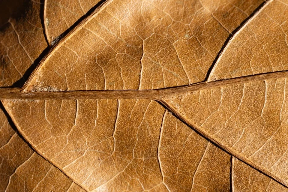 leaf 9987140 960 720.jpg