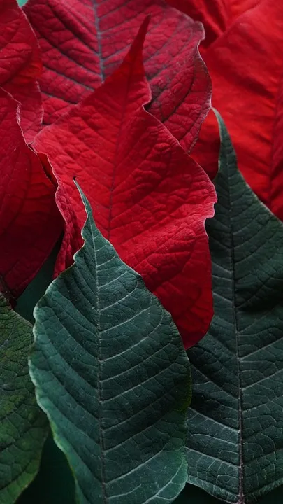 leaves 8504392 960 720.jpg