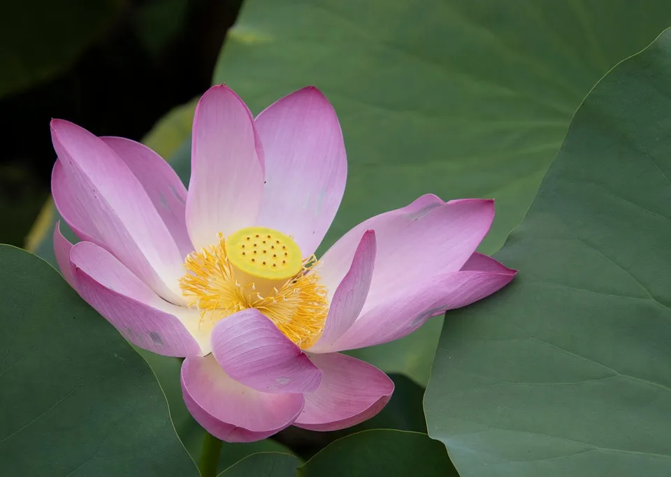 lotus 9928398 960 720.jpg