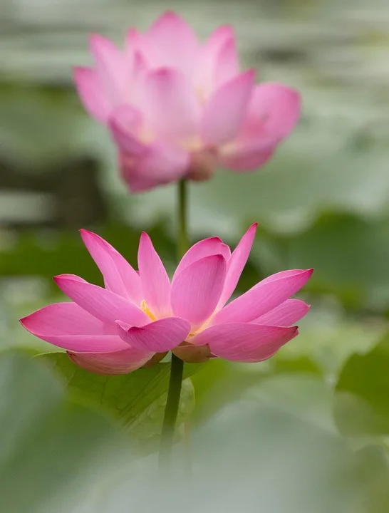 lotus 9930736 960 720.jpg