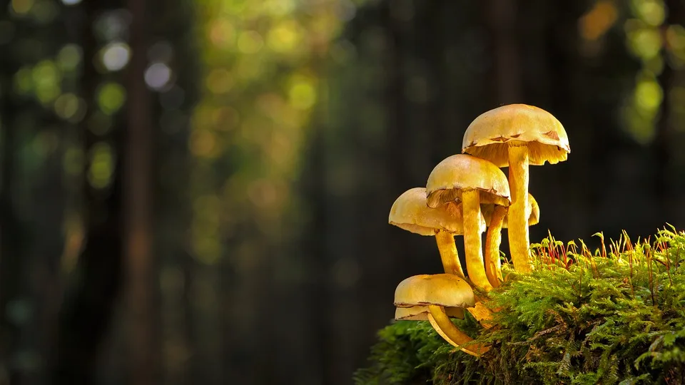 mushroom 9917728 960 720.jpg