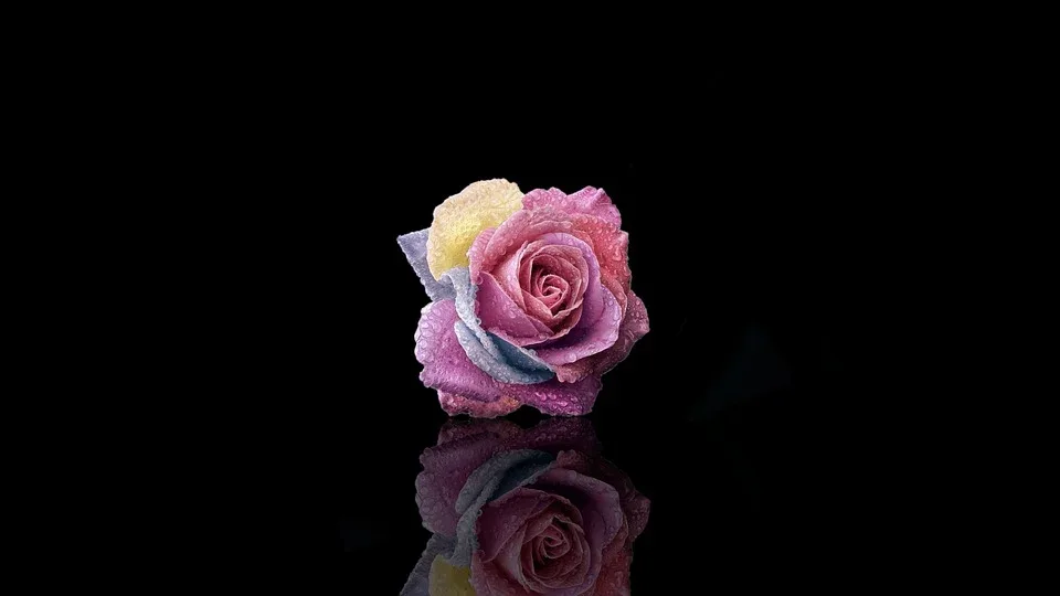 rose 9986672 960 720.jpg