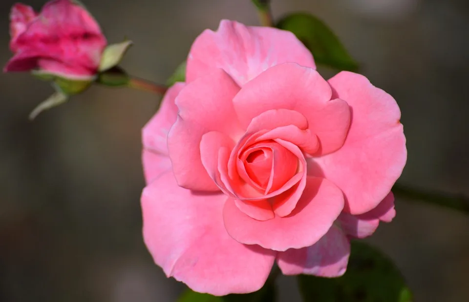rose 9992659 960 720.jpg