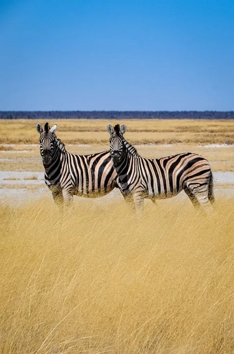 zebras 9983175 960 720.jpg