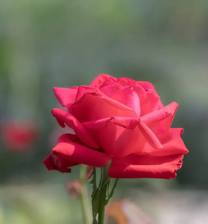01 45 04 633 960 720.jpg