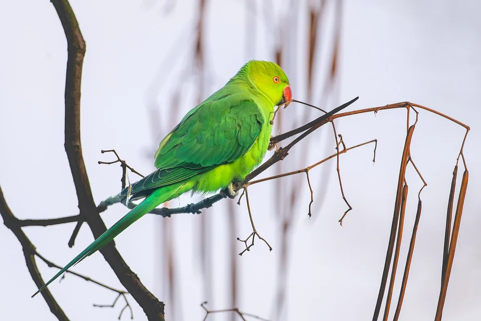bird 10026410 960 720.jpg