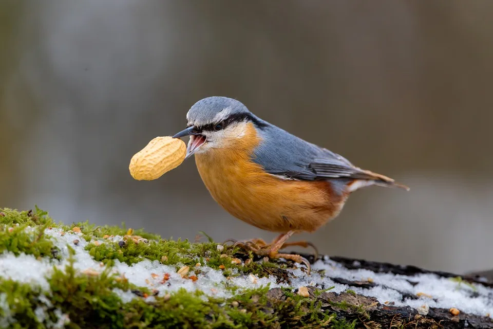 birdwatching 10058808 960 720.jpg
