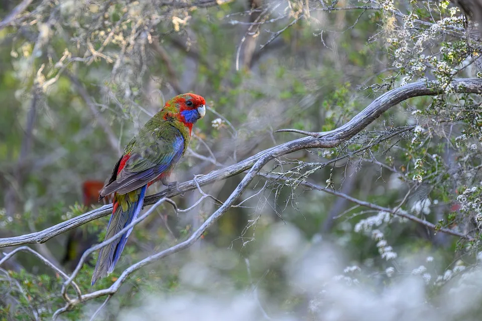 crimson rosella 10015949 960 720.jpg