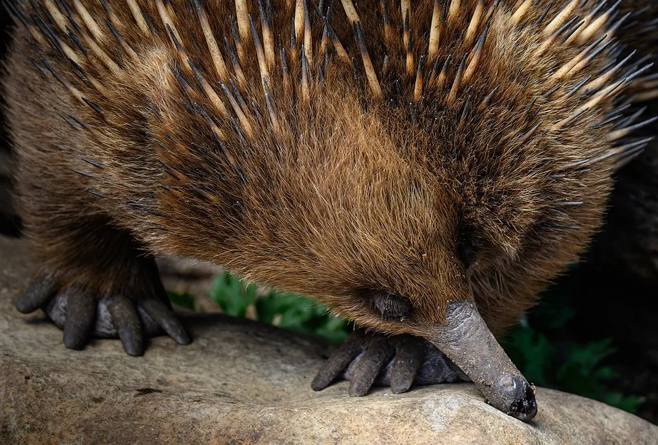 echidna 10054602 960 720.jpg