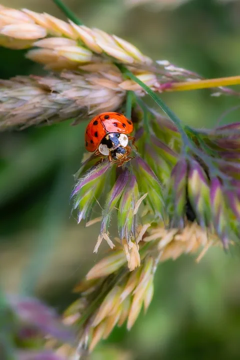 nature 10026578 960 720.jpg