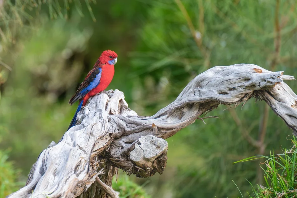 parakeet 10058461 960 720.jpg