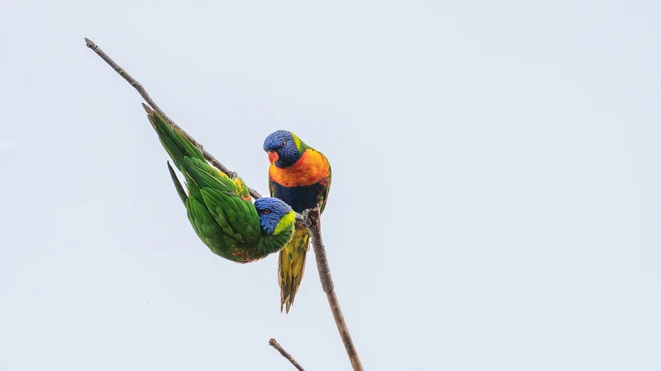 rainbow lorikeet 10057446 960 720.jpg