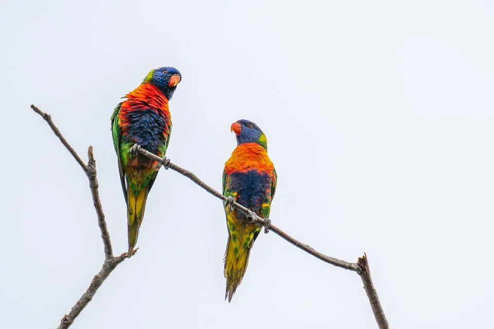 rainbow lorikeet 10058434 960 720.jpg