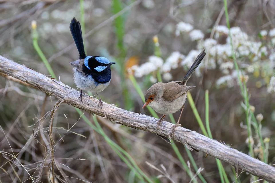 superb fairywren 10015046 960 720.jpg