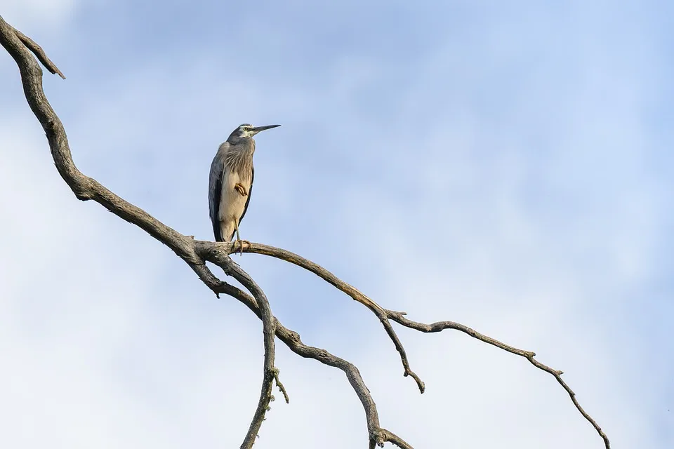 white faced heron 10011440 960 720.jpg